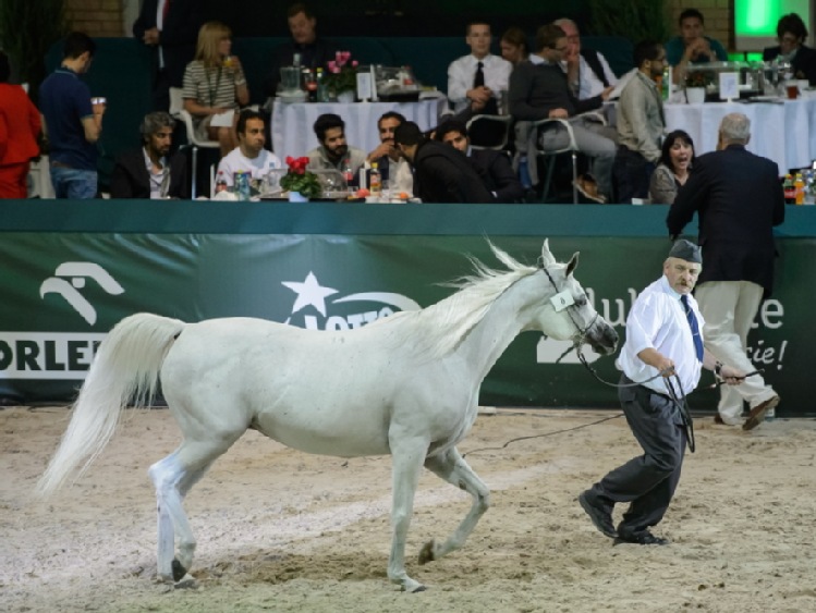 PO i PSL krytykują sposób przeprowadzenia aukcji koni w Janowie